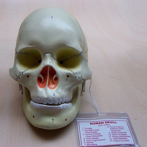 Human Skull Model Human Skull Model